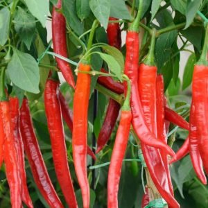 Cabe Merah Organik